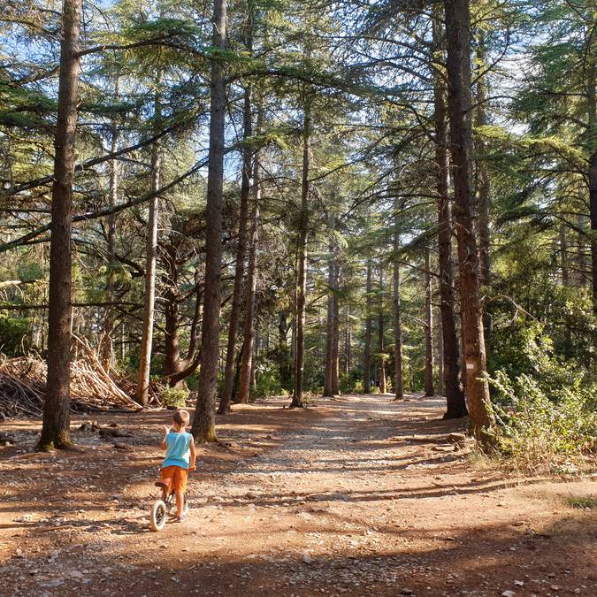 Forêt des cèdres | Randonnées à Bonnieux