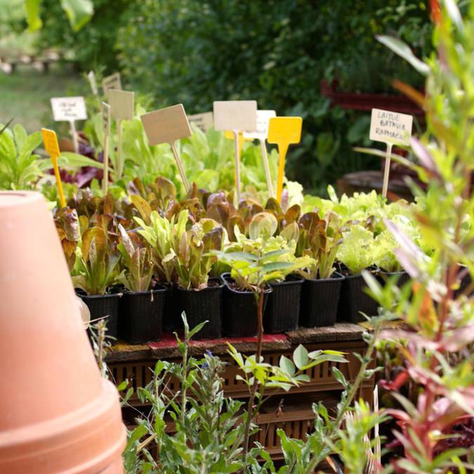 Potager d'un curieux | Plantes | Agriculture