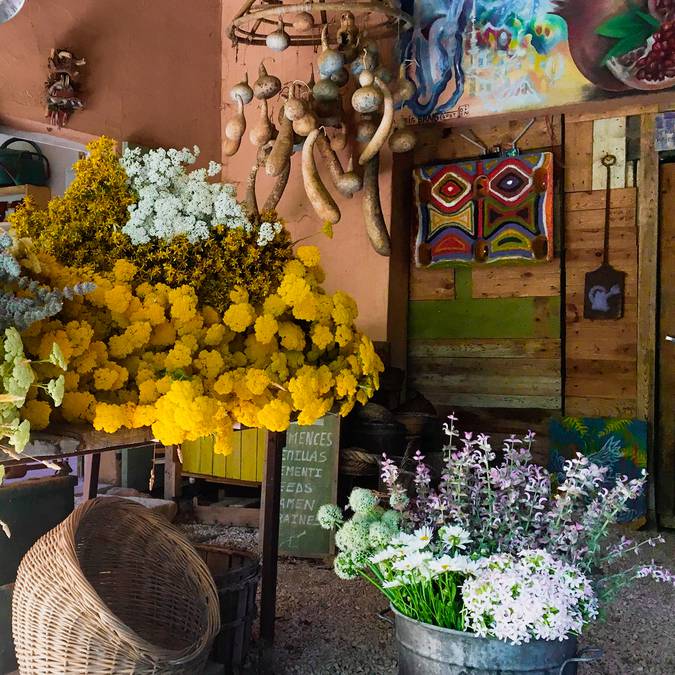 Potager d'un curieux | Plantes | Fleurs