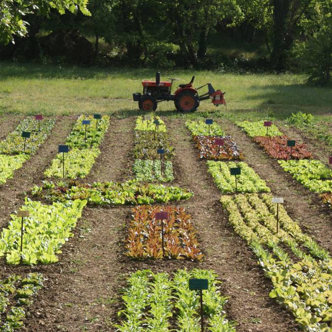 Potager d'un curieux | Plantes | Agriculture