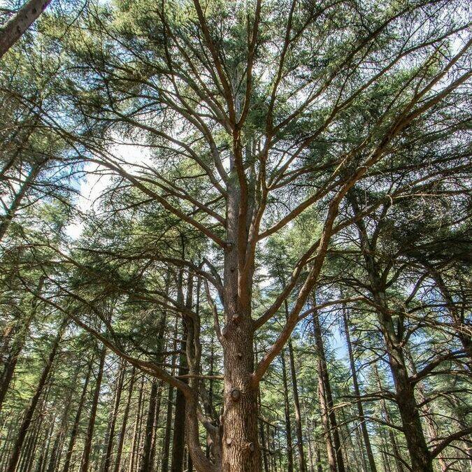 Forêt | Cèdres | Arbre