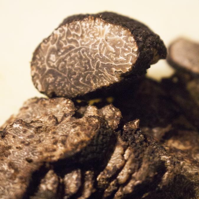 La truffe mélanosporum