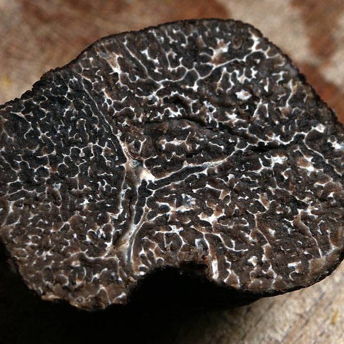 Truffe mélanosporum du Luberon