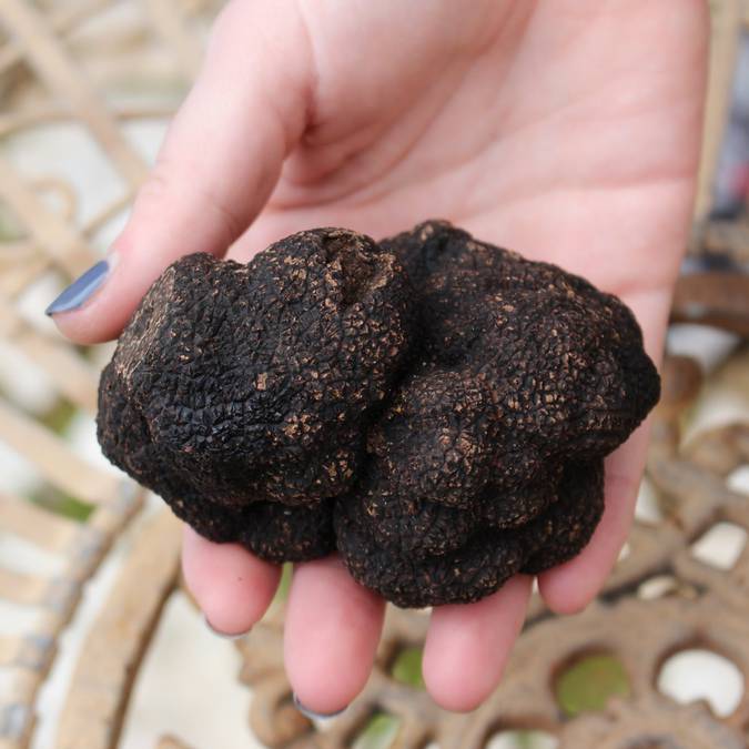 La truffe mélanosporum