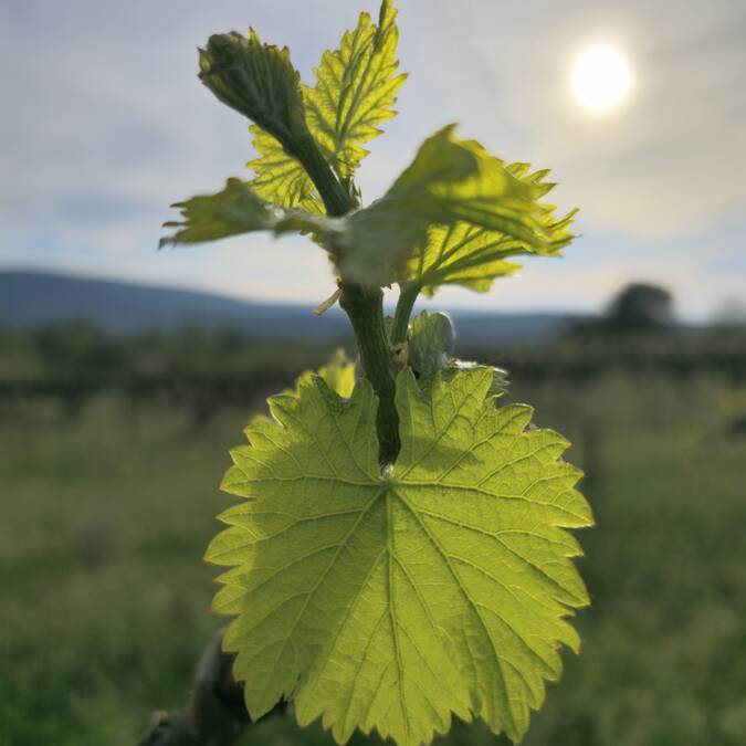 vigne | bourgeon