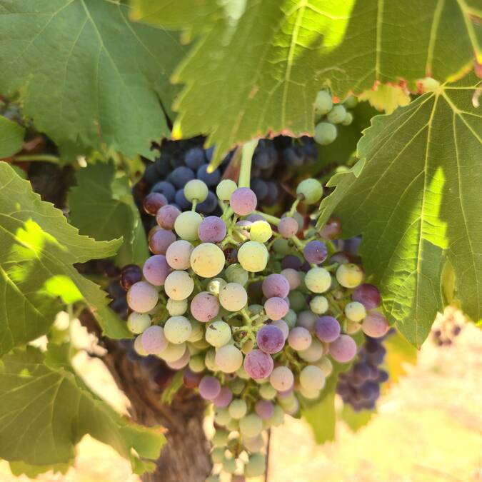 véraison | raisins | vigne