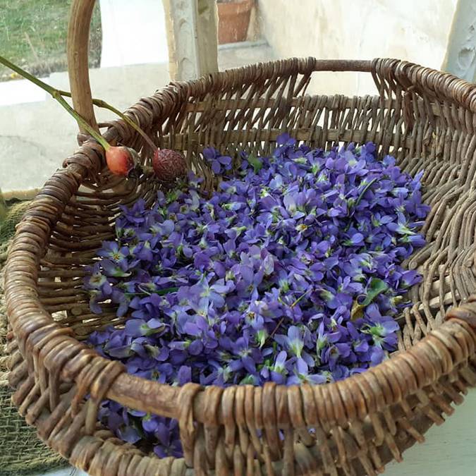 Violettes