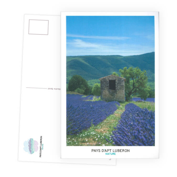 Carte postale champs de lavande et cabanon